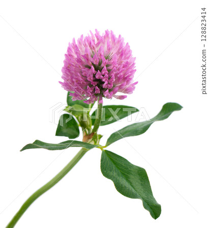 Clover flower isolated on white background. Pink clover on a stem with green leaves. Medicinal herb. Clover flower isolated on white background. Pink clover on a stem with green leaves. Medicinal herb. 128823414