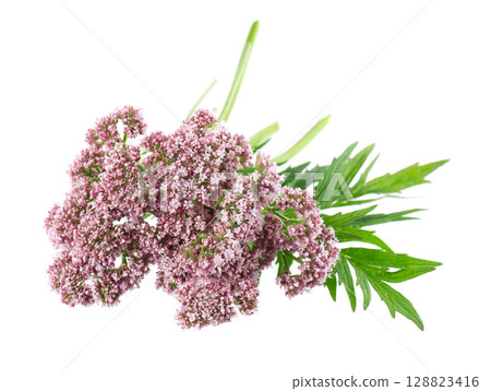 Valerian flowers isolated on white background. Valeriana officinalis. Medicinal herbs. 128823416