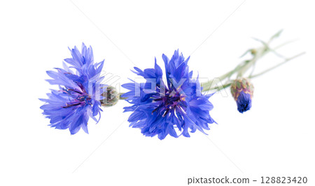 Blue Cornflower isolated on white background. Centaurea cyanus or bachelor's button flowers. Blue Cornflower isolated on white background. Centaurea cyanus or bachelor's button flowers. 128823420