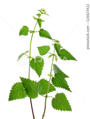 Nettle plant isolated on white background. Green common nettle, burn nettle, stinging nettle or Urtica dioica. Medicinal and culinary herb. Clipping path. Nettle plant isolated on white background. Green common nettle, burn nettle, stinging nettle or Urtica dioica. Medicinal and culinary herb. Clipping path. 128823422