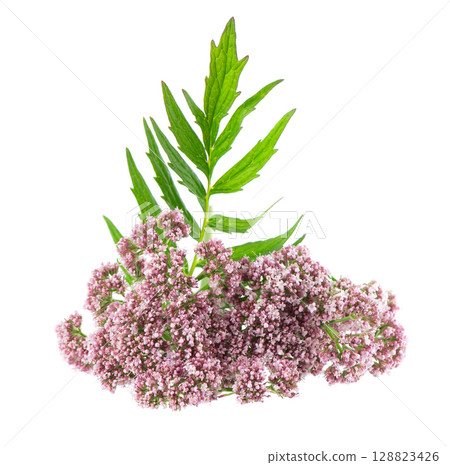 Valerian flowers isolated on white background. Valeriana officinalis. Medicinal herbs. 128823426