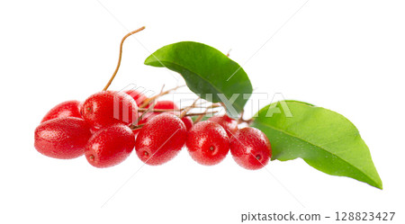 Elaeagnus multiflora isolated on white background. Cherry elaeagnus or cherry silverberry with green leaves. Goumi or gumi berry. 128823427