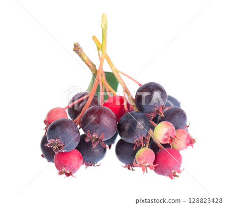 Serviceberry isolated on white background. Saskatoon, amelanchier, shadbush, juneberry, irga or sugarplum ripe berries. Serviceberry isolated on white background. Saskatoon, amelanchier, shadbush, juneberry, irga or sugarplum ripe berries. 128823428