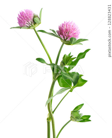Clover flowers isolated on white background. Pink clover on a stem with green leaves. Medicinal herb. 128823431