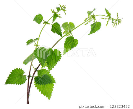 Nettle plant isolated on white background. Green common nettle, burn nettle, stinging nettle or Urtica dioica. Medicinal and culinary herb. Clipping path. Nettle plant isolated on white background. Green common nettle, burn nettle, stinging nettle or Urtica dioica. Medicinal and culinary herb. Clipping path. 128823432