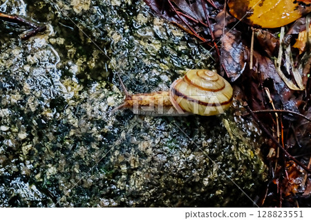 A species of arboreal snail endemic to Japan: Misuji macaque A species of arboreal snail endemic to Japan: Misuji macaque 128823551