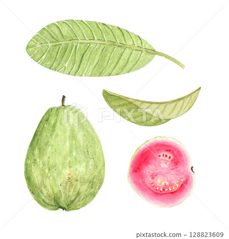Guava whole fruit, half and green leafs. Hand painted watercolor set isolated on white. Textured. Perfect for summer textiles, cards, label, eco-friendly packaging, kitchen decor, tropical branding 128823609
