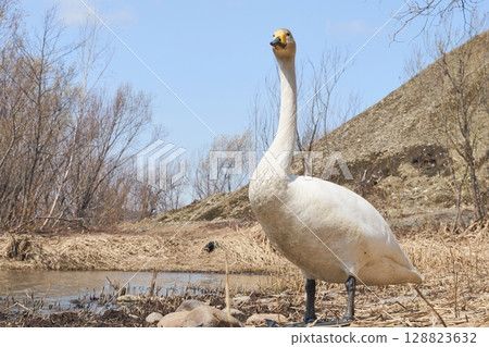 Swan resting on the shore Swan resting on the shore 128823632