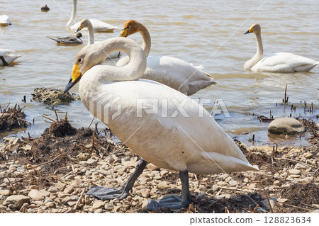 Swans walking along the shore 128823634