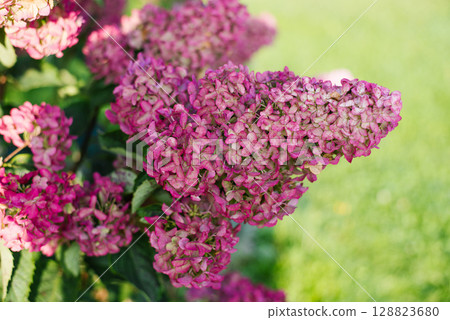 Fraise Melba Hydrangea Paniculata in Bloom 128823680