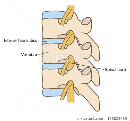Diagram of vertebrae (thoracic vertebrae), intervertebral discs, and spinal cord 128823689
