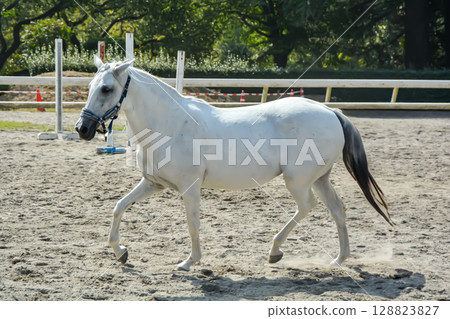 一匹白馬在馬場上悠閒地奔跑 128823827