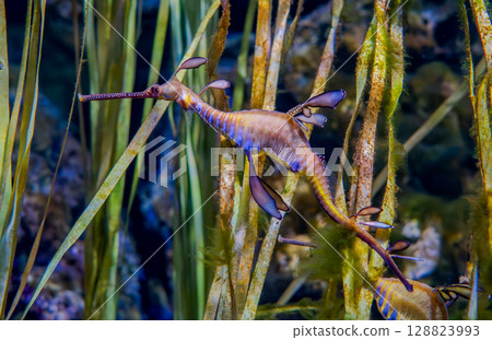 Common sea dragon Phyllopteryx taeniolatus is a marine fish of the order Syngnathiformes Common sea dragon Phyllopteryx taeniolatus is a marine fish of the order Syngnathiformes 128823993