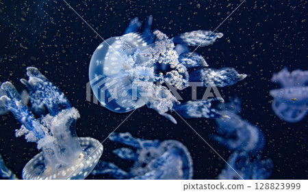 Spotted jelly (Mastigias papua), lagoon jelly, golden medusa, or Papuan jellyfish, is a species of jellyfish from the Indo-Pacific oceans. 128823999