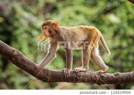 Macaques in nature. Macaques constitute a genus (Macaca) of gregarious monkeys. Macaques in nature. Macaques constitute a genus (Macaca) of gregarious monkeys. 128824000