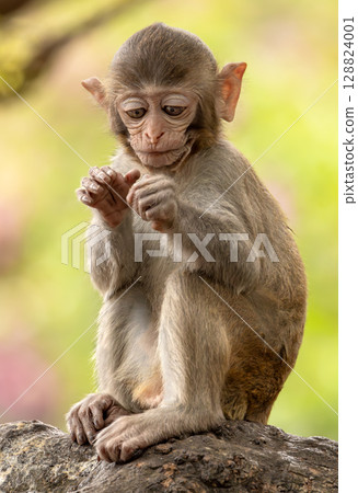 Macaques in nature. Macaques constitute a genus (Macaca) of gregarious monkeys. Macaques in nature. Macaques constitute a genus (Macaca) of gregarious monkeys. 128824001