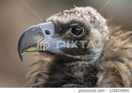 Cinereous vulture (Aegypius monachus) is a large raptorial bird that is distributed through much of temperate Eurasia. It is also known as the black vulture, monk or Eurasian black vulture. 128824004
