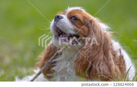 Cavalier King Charles Spaniel dog on a walk in the summer park. 128824008