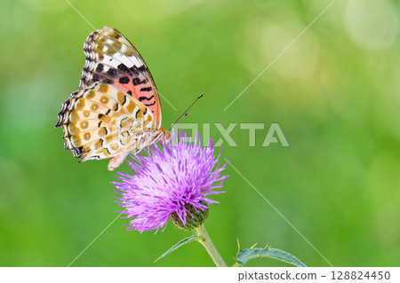 一隻雌性燕尾蝶停在一朵薊花上 128824450