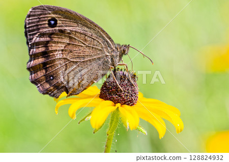 Janome蝴蝶吮花花蜜 128824932