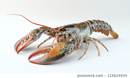 Live crayfish 128824934