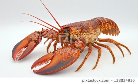 活小龍蝦 活小龍蝦 128824936