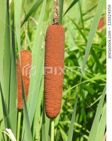 Cattail spike: A fluffy flower spike shaped like a sausage Cattail spike: A fluffy flower spike shaped like a sausage 128824956