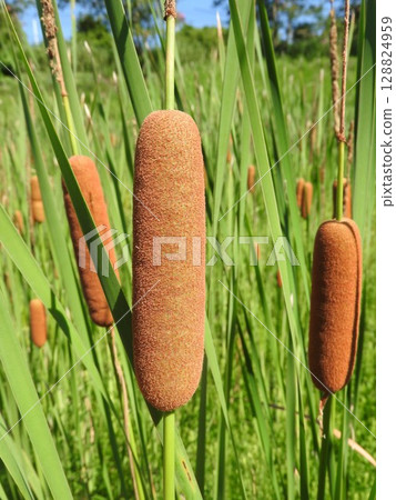 香蒲穗：一種形狀像香腸的蓬鬆花穗 128824959