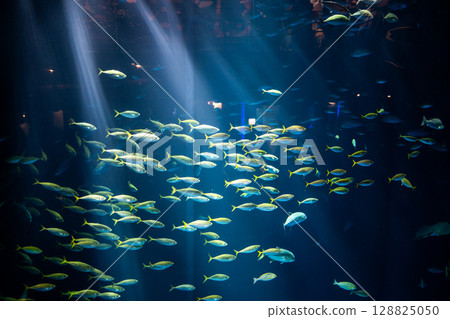 A fantastical landscape of light and fishes spreading across a large tank - Aquarium - 128825050