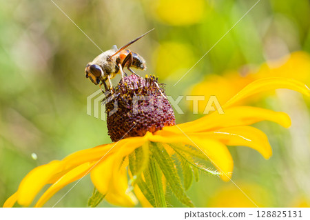 A two-spotted flower fly resting on a flowering plant 128825131