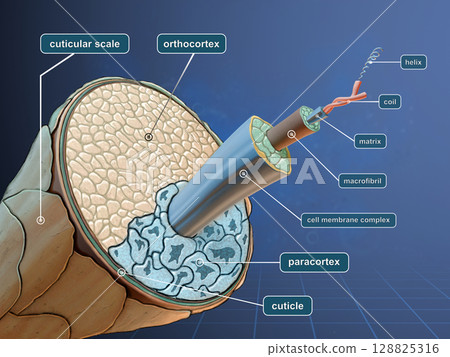 Wool fiber diagram Wool fiber diagram 128825316