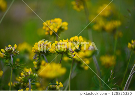 Nature Yellow Symphony Nature Yellow Symphony 128825320