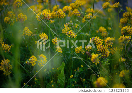 Sunlit Petals in Wild Harmony Sunlit Petals in Wild Harmony 128825333