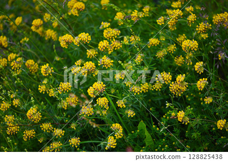 Soft Meadow, Bold Bloom Soft Meadow, Bold Bloom 128825438