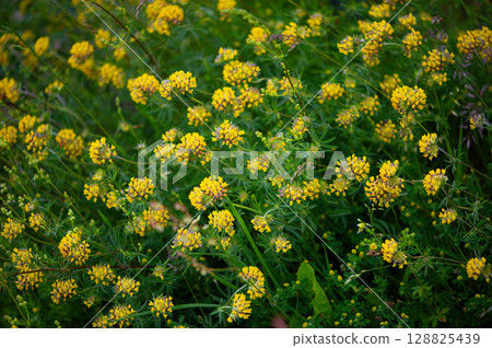 Golden Details in Nature  Pattern 128825439