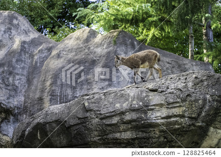 Sucho Wanbaral's baby 128825464