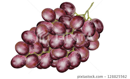 Grapes watercolor. Hand drawn brush drawing of grape vine. Clip art of food on white background. Ideal for wine, juice label and bar menu design 128825562