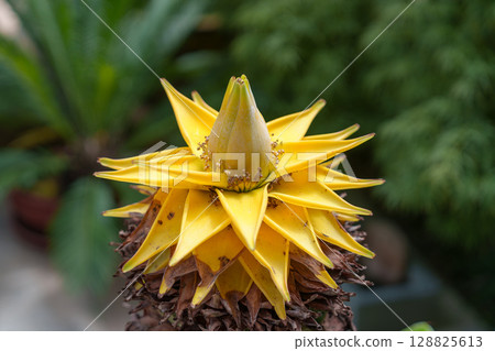 綻放的黃色地湧金蓮 綻放的黃色地湧金蓮 128825613