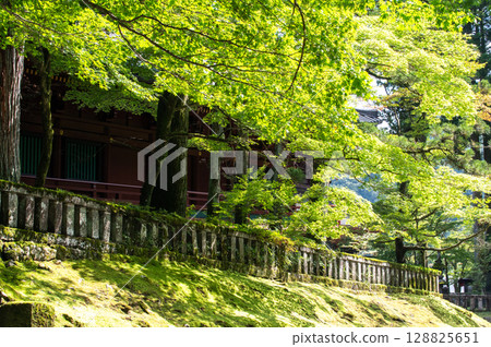 An early summer scene with sunlight shining through the fresh green leaves of maple trees 128825651