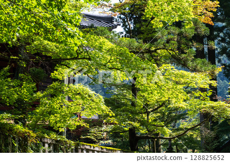 An early summer scene with sunlight shining through the fresh green leaves of maple trees 128825652