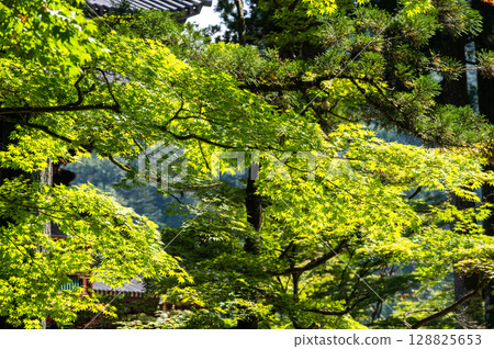 陽光透過楓樹新綠的葉子照射下來的初夏景色 陽光透過楓樹新綠的葉子照射下來的初夏景色 128825653
