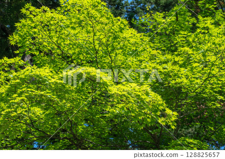陽光透過楓樹新綠的葉子照射下來的初夏景色 陽光透過楓樹新綠的葉子照射下來的初夏景色 128825657