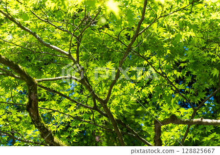 An early summer scene with sunlight shining through the fresh green leaves of maple trees 128825667