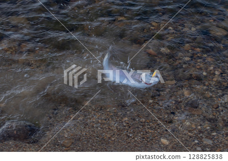 山間溪流中捕獲的虹鱒魚 128825838