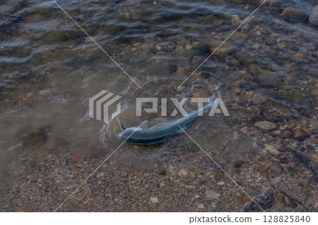 山間溪流中捕獲的虹鱒魚 128825840