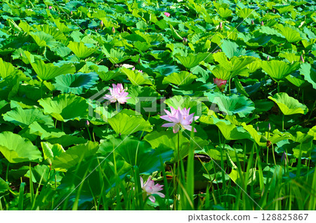 Sasayama Castle Ruins South Outer Moat Sasayama Castle Lotus Flower 128825867