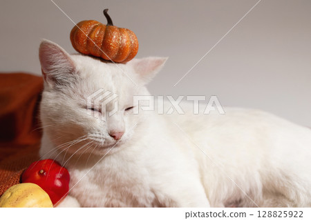 White Cat Resting With a Small Pumpkin Balancing on Its Head Surrounded by Festive Decor 128825922