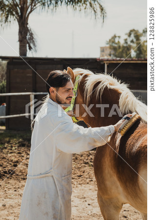 Veterinarian Taking Care Of The Hygiene Of The Horse  128825986