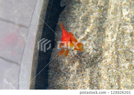 Close-up of Ryukin goldfish swimming in an aquarium | Beautiful red goldfish Close-up of Ryukin goldfish swimming in an aquarium | Beautiful red goldfish 128826201