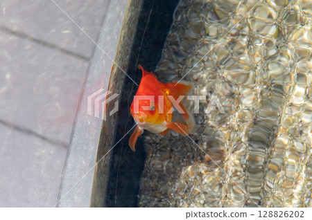 Close-up of Ryukin goldfish swimming in an aquarium | Beautiful red goldfish Close-up of Ryukin goldfish swimming in an aquarium | Beautiful red goldfish 128826202